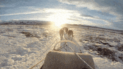 nasa goddard dog GIF by NASA's Goddard Space Flight Center