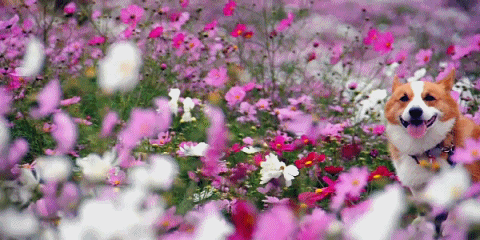 Video gif. A corgi sits in the middle of a bunch of wildflowers that are different shades of red, white, and pink. Its tongue is out and it looks very happy.