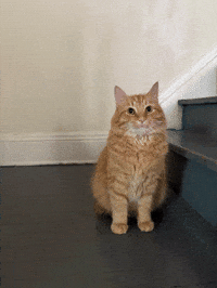 Case Western GIF
