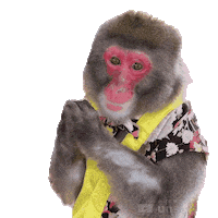 Fun Monkey Sticker