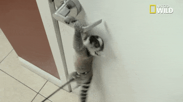 excited nat geo wild GIF by Dr. K's Exotic Animal ER