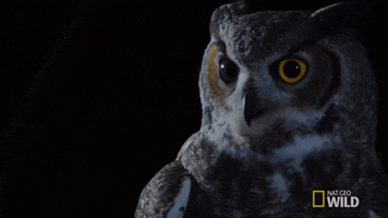 Owl GIF by Nat Geo Wild