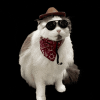 Ragdoll Cat GIF by Rega Marketing