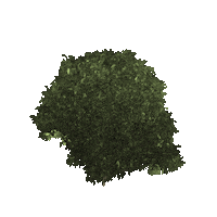 Tree Steiermark Sticker by Die Grazer Grünen