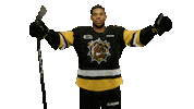 BrantfordBulldogs bulldogs ohl brantford brantford bulldogs Sticker