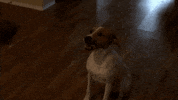 dog can't catch GIF by Zombie Response Team