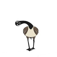 The Goose Dance GIF by Bare Tree Media