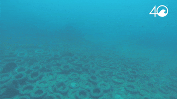 Osborne Reef