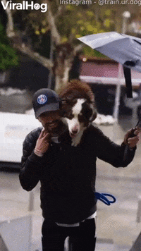 Man Carries His Scared Dog Up An Escalator GIF by ViralHog