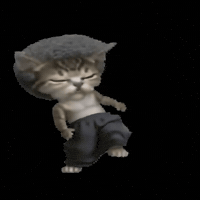 Drunk Cat GIF by POST-WEB