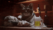 adriangoleby cat cats drone mirror GIF