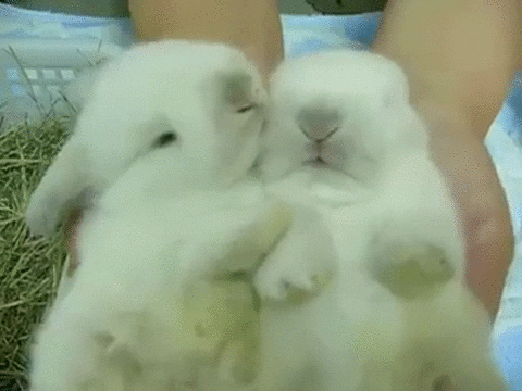 bunnies snuggle GIF