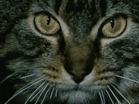 cat lick GIF by hoppip