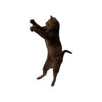 Cat Jump Sticker