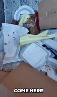 Trashman Rescues Kittens From Garbage Truck