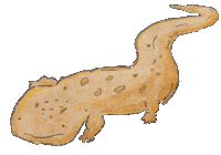 Giant Salamander Brooks Hauser Sticker