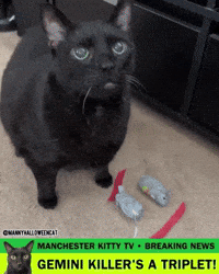 mannycat dexter black cat dexter resurrection gemini killer GIF