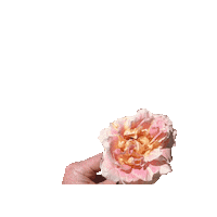 Pink Rose Sticker