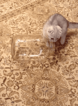 cat bottle GIF