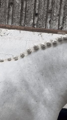 glasequine  GIF