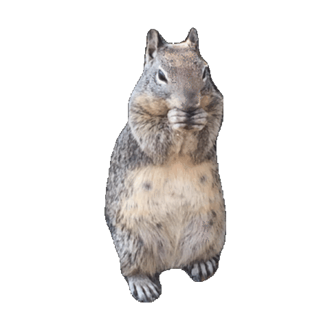 squirrel STICKER by imoji
