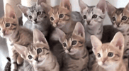 Cats GIF