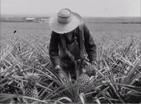 Vintage Fruit GIF by US National Archives
