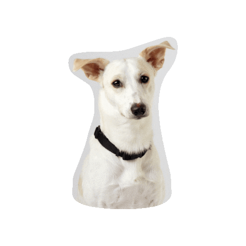 elleohphoto giphygifmaker dog dogs pablo Sticker