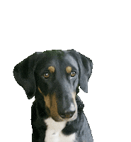 Dog Hello Sticker by kochkunststuecke