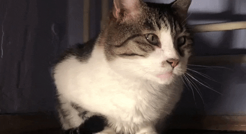 BAS0V giphygifmaker GIF