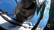 wicked tuna GIF by National Geographic Channel