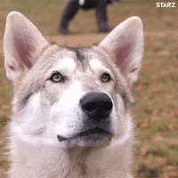 Season 4 Dog GIF by Outlander