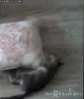 cat pillows GIF by Cheezburger