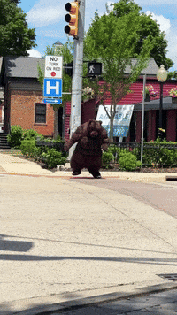 Bear Gorilla GIF by Chubsuit
