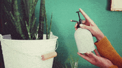 zuparino loop green water plant GIF