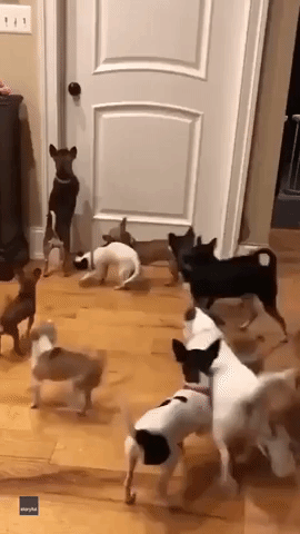 Dogs' Best Friend: Man Greeted by Gaggle of Happy Chihuahuas