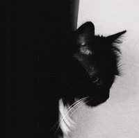Black And White Cat GIF by Chris