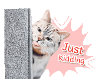 cat jk Sticker