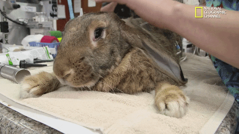 nat geo wild rabbit GIF by Dr. K's Exotic Animal ER
