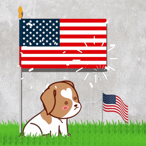 Independence Day Dog GIF by MyMorningDog