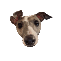 Piper Smh Sticker by normanandpiper