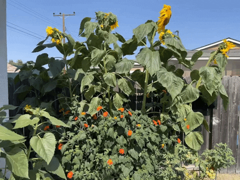 Flower Garden GIF by Justin