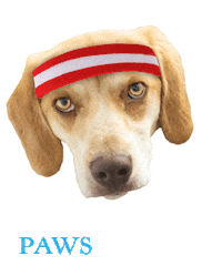 March Madness Sticker by PAWS Chicago