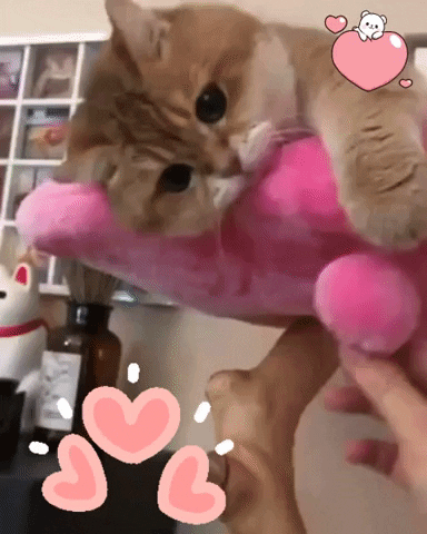 KBSPETSLA  GIF