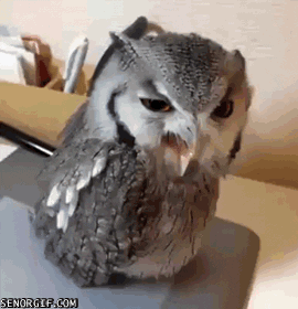 angry owl GIF