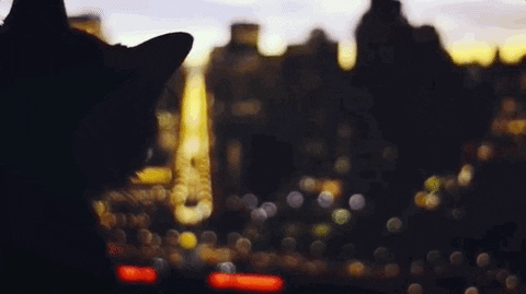New York City Cat GIF by Chris
