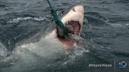 Hungry Discovery GIF by Shark Week