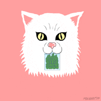 animation domination cat GIF