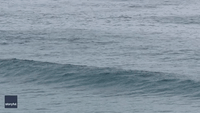 Pod of Dolphins Playfully Swims Near Surfers at Sydney's Bronte Beach
