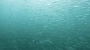 Swarm